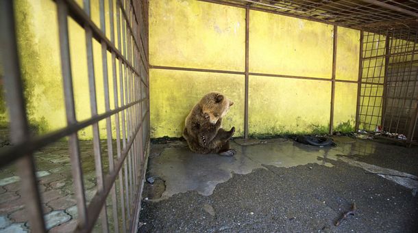 Crueldad en el menú: un oso cautivo en un restaurante se come a sí mismo