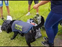 Controles anti droga en Mar del Plata