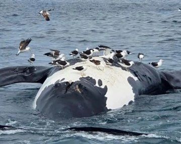 Preocupación en Península Valdés: ya son 30 las ballenas halladas muertas