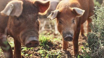 salta: cerdos salvajes se comieron un perro en la calle salta: cerdos salvajes se comieron un perro en la calle