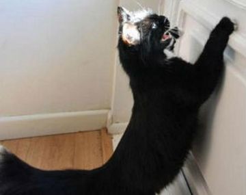 Una gata es el terror de los carteros