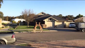 pelea de dos canguros en la calle pelea de dos canguros en la calle