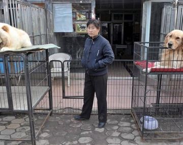 China: buscan prohibir la carne de perro tras el coronavirus