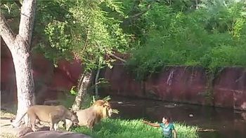 un borracho salto a la jaula de los leones y quiso darles la mano: mira el video un borracho salto a la jaula de los leones y quiso darles la mano: mira el video