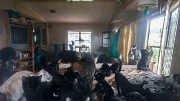 una mujer tiene mas de 65 gatos como rehenes en su casa abandonada una mujer tiene mas de 65 gatos como rehenes en su casa abandonada