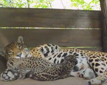 Nacieron dos yaguaretés en El Impenetrable de Chaco