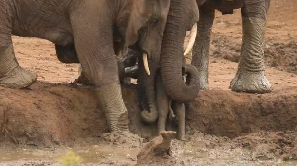 Conmovedora lucha de elefantes para salvar a una cría