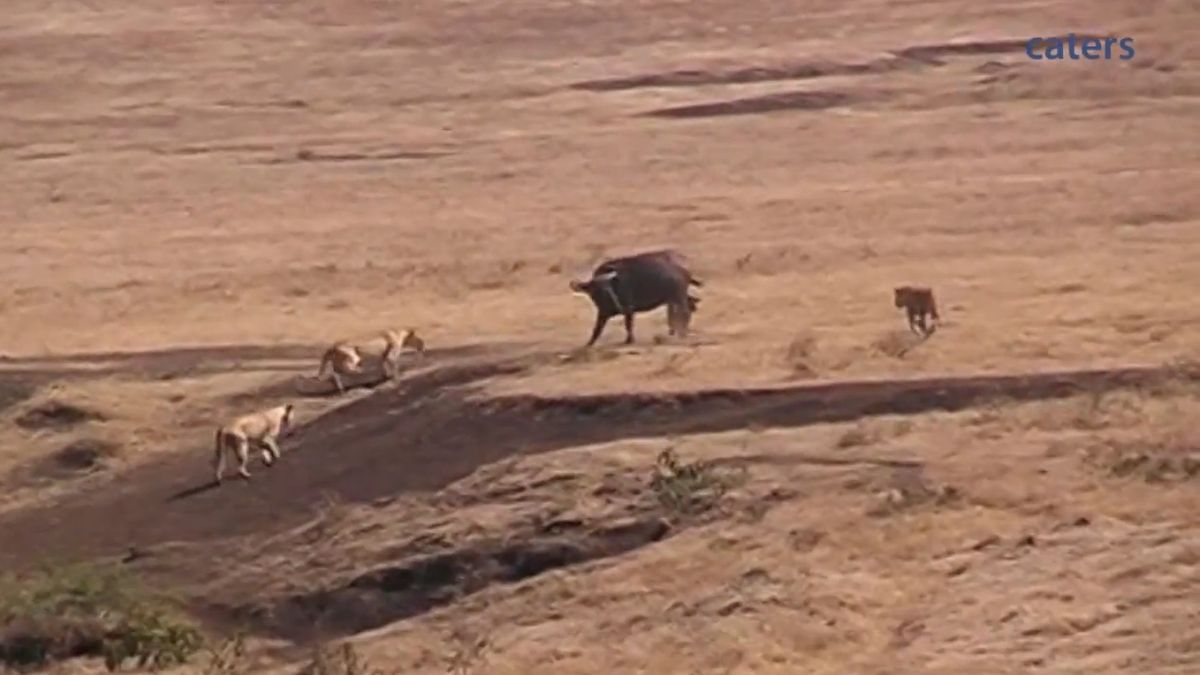 Un búfalo defiende a su cría del ataque de tres leones