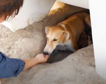 El conmovedor hallazgo junto a una perra abandonada en el desierto de Kuwait