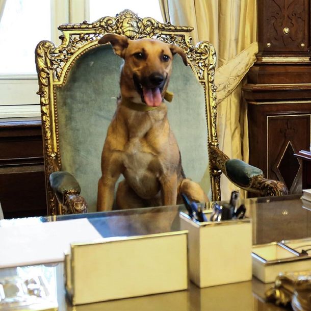 Macri mostró a su perro en el sillón presidencial: Es el primero en llegar a ese lugar
