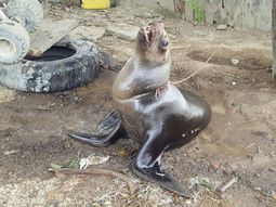 Ecuador: tenían a un lobo marino atado a un árbol en una casa Ecuador: tenían a un lobo marino atado a un árbol en una casa
