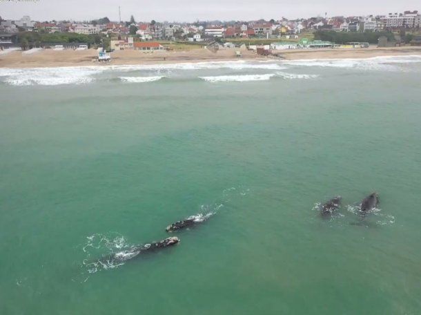 Mar del Plata: las ballenas dieron un show en la costa que sorprendió a más de un desprevenido