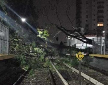 El ramal Tigre del Mitre está interrumpido por árboles sobre vías
