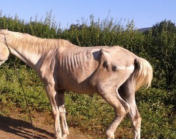 Cómo adoptar un caballo que fue maltratado y pudieron rescatarlo
