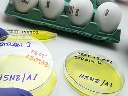 La gripe aviar en Uruguay está mayormente controlada, pero un contagio en el circuito comercial podría generar graves daños económicos. La gripe aviar en Uruguay está mayormente controlada, pero un contagio en el circuito comercial podría generar graves daños económicos.