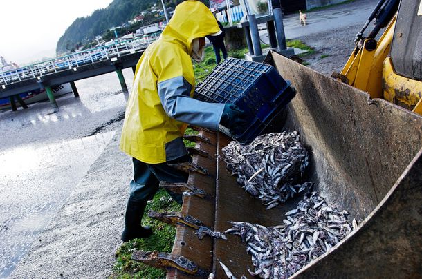 Retiran 1.200 toneladas de sardinas que murieron varadas en la costa de Chile
