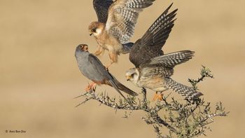 el museo de historia natural de londres entrego sus galardones el museo de historia natural de londres entrego sus galardones