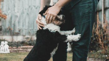 Cómo proteger a tu perro del frío: trucos y consejos