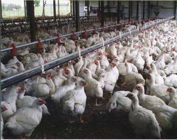 Narcopollos: cae una banda que escondía droga en criaderos avícolas