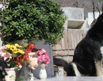 Murió Capitán, el perro que visitaba la tumba de su amo - Crédito: La Voz