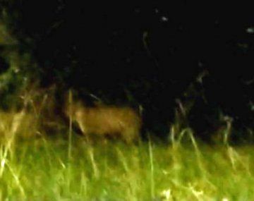 Santa Fe: los pumas son animales nocturnos