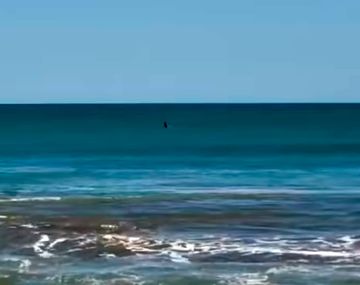 Alerta en Mar del Plata: aparecieron orcas en una de las playas más populares