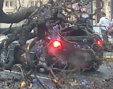 Cayó un árbol y aplastó un auto en el centro porteño