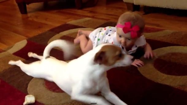 El mejor ejemplo: este perro le muestra a la bebé de la casa cómo se gatea