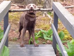 el perro que usa su ingenio para cruzar un puente el perro que usa su ingenio para cruzar un puente