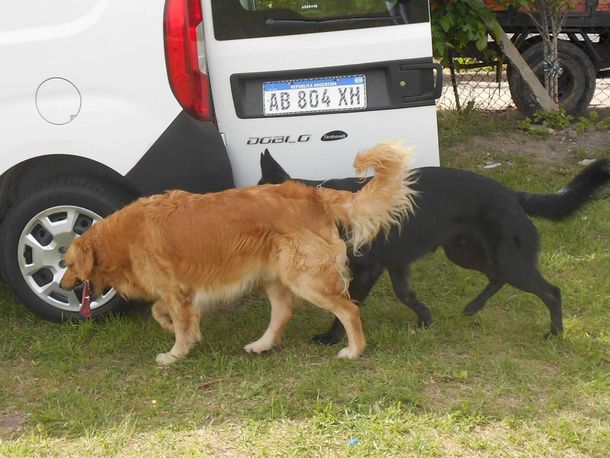 Maldad pura: robaron una camioneta con tres perros adentro y los dejaron morir