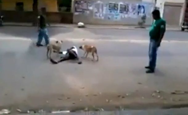 VIDEO: dos perros protegen a su dueño desmayado en la calle