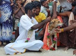 Indio casamiento perra