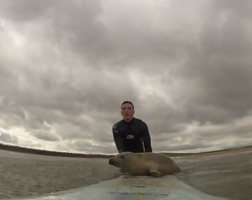 VIDEO: una foca se convirtió en la reina de la web gracias a sus lecciones de surf