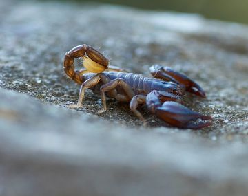 Lo picó un escorpión mientras dormía y quedó internado