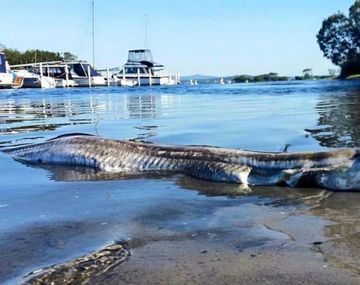 Conmoción por la aparición de un extraño monstruo 