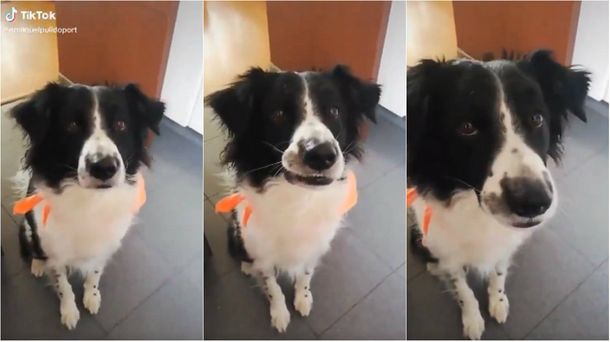 El video de la tierna reacci&oacute;n de este perro se hizo viral