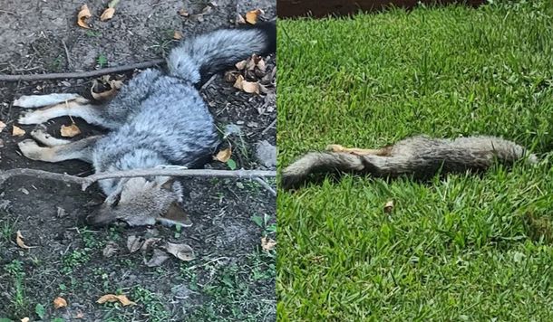 Aparecen zorros muertos y agonizando en un country de Brandsen