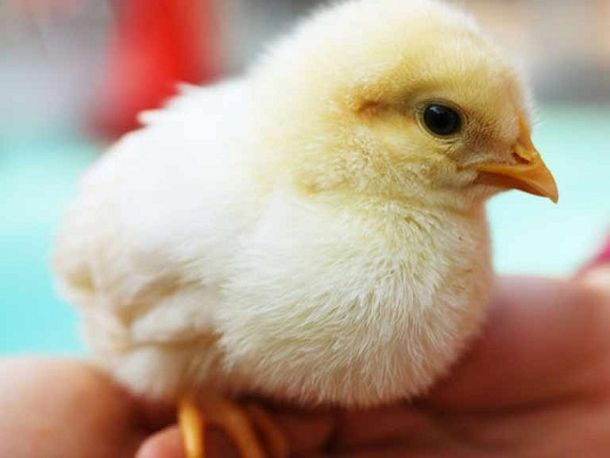 POLLO1