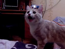 el insolito video de un gato que se cree perro el insolito video de un gato que se cree perro