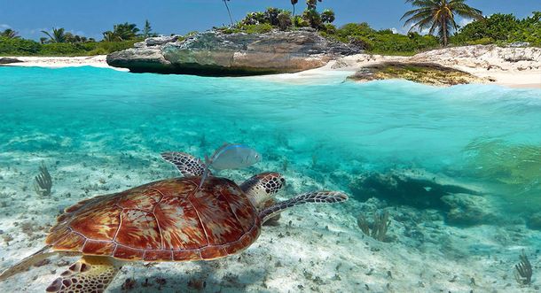 El rincón de la Riviera Maya donde puedes nadar con tortugas y es un paraíso todo el año