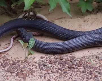 VIDEO: Una víbora vomita otra... ¡que estaba viva!