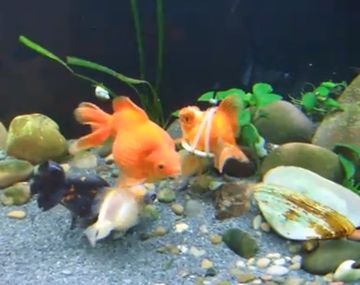 Ada, la pecesita con flotador