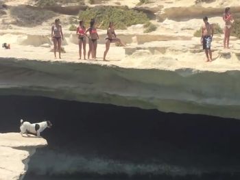 Mirá el clavado del perro más valiente