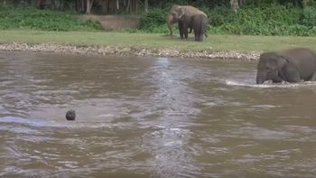 Un elefante corre a ayudar a un hombre que se ahogaba Un elefante corre a ayudar a un hombre que se ahogaba