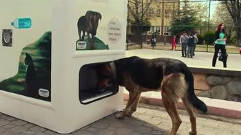 turquia: la increible maquina que permite alimentar a perros y gatos de la calle turquia: la increible maquina que permite alimentar a perros y gatos de la calle