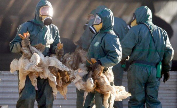 El gobierno busca contener el brote de gripe aviar