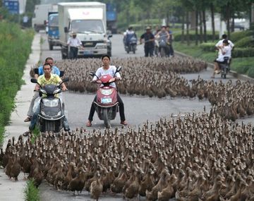 Gansos ayudan a la policía en China gracias a su valentía