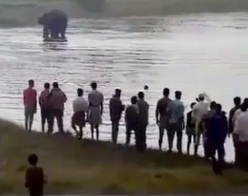 Una manada de elefantes enojada