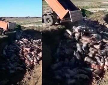 Cientos de cerdos murieron asfixiados por un error en un criadero