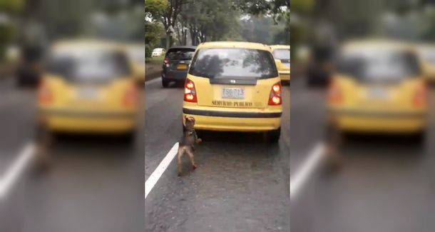 El perro fue abandonado cruelmente pero ya encontró una nueva familia